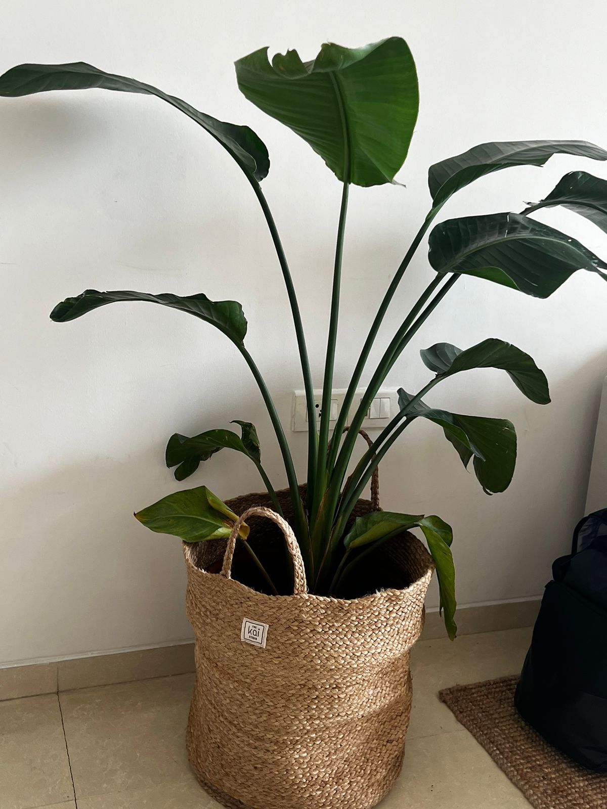 Braided Planter/ Organiser