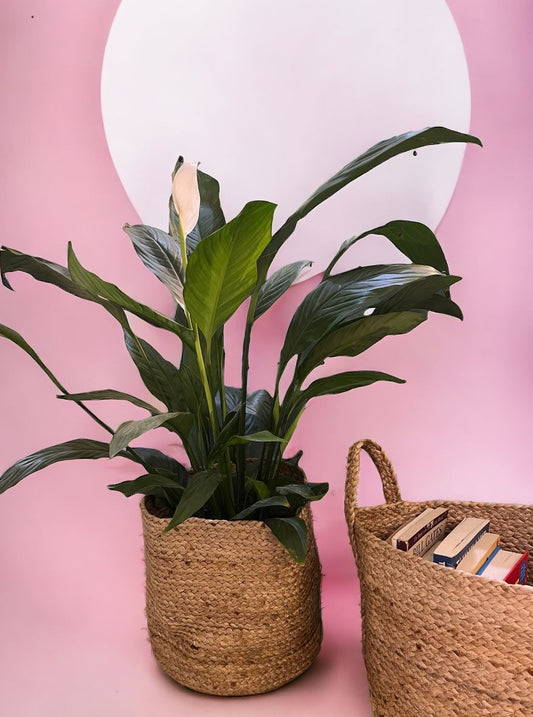 Braided Planter/ Organiser
