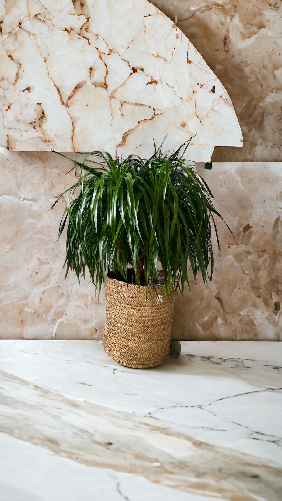 Braided Planter/ Organiser